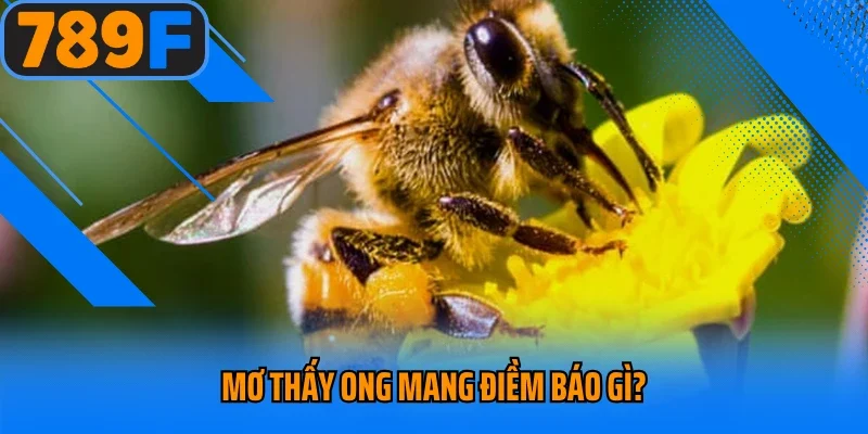 Mơ thấy ong mang điềm báo gì?